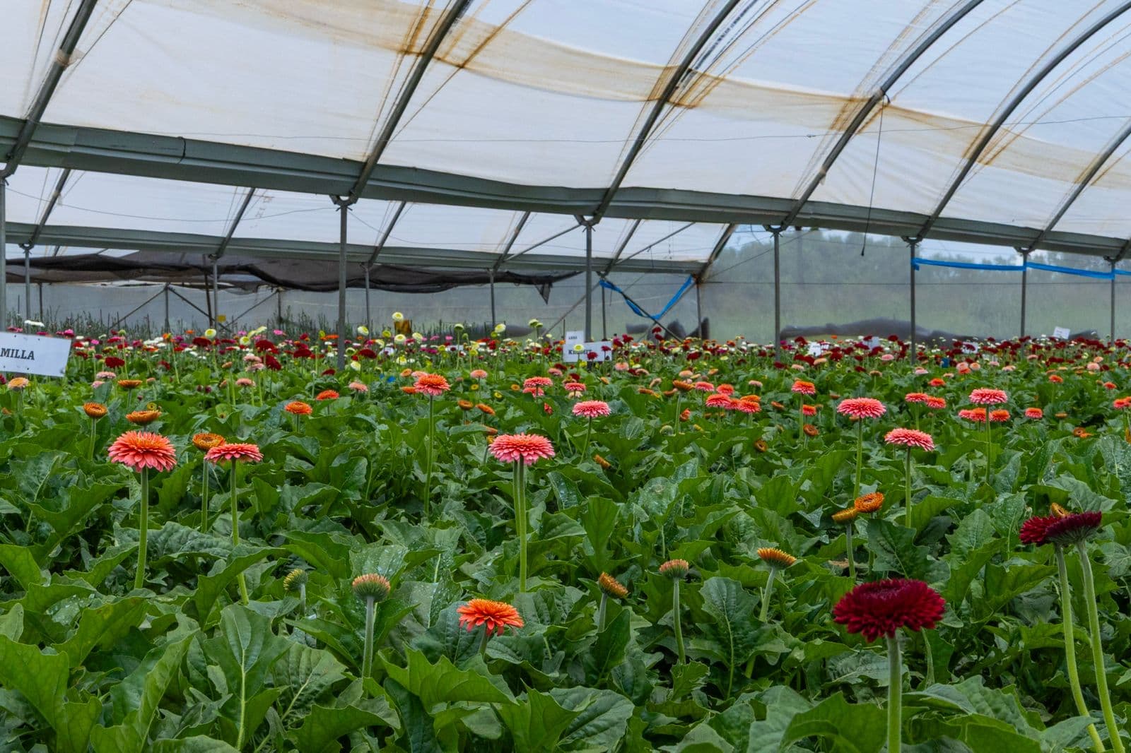 Inside a Hillview Blossoms greenhouse