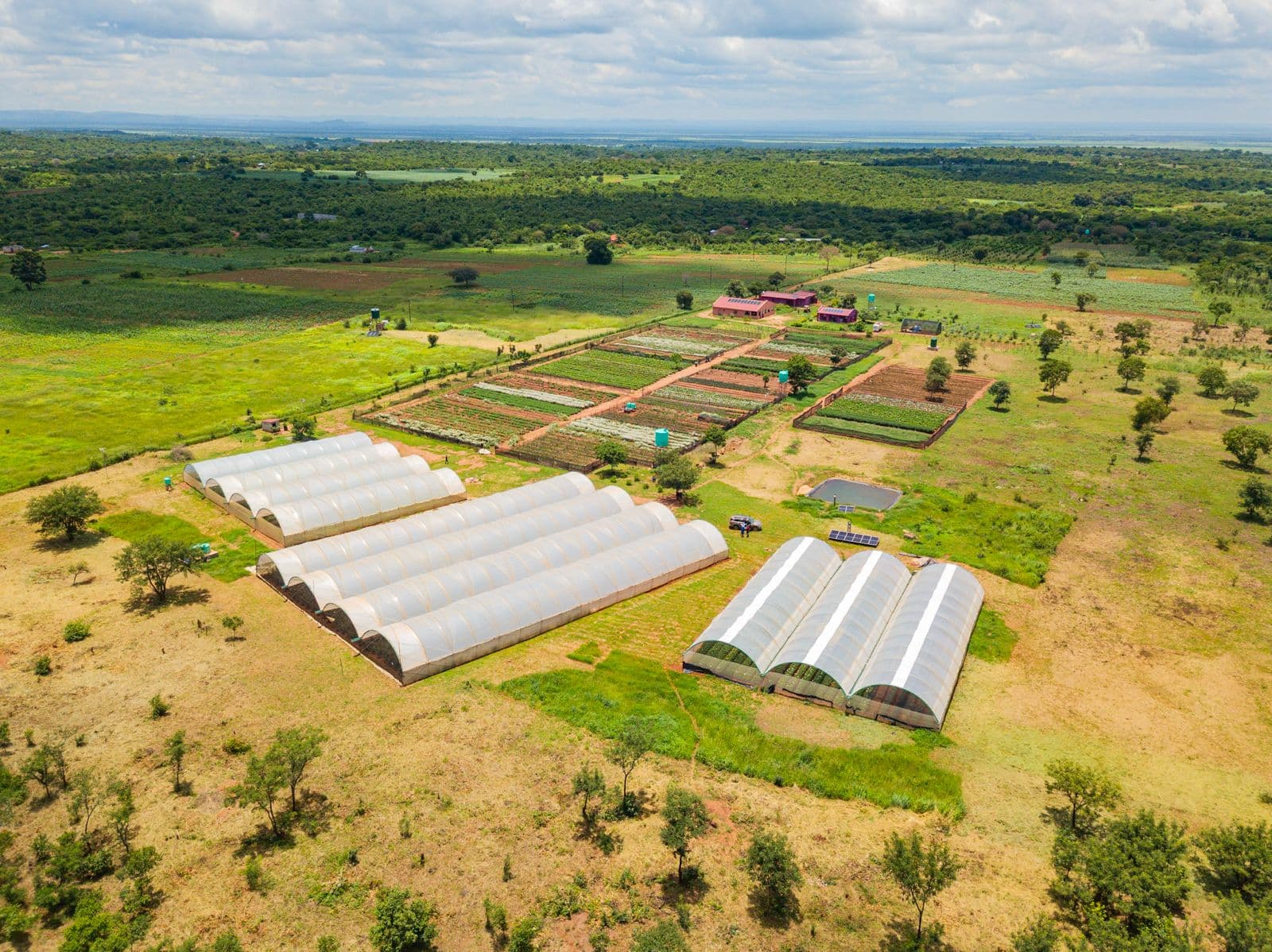 Aerial view of the Hillview Blossoms greenhouses and field rows