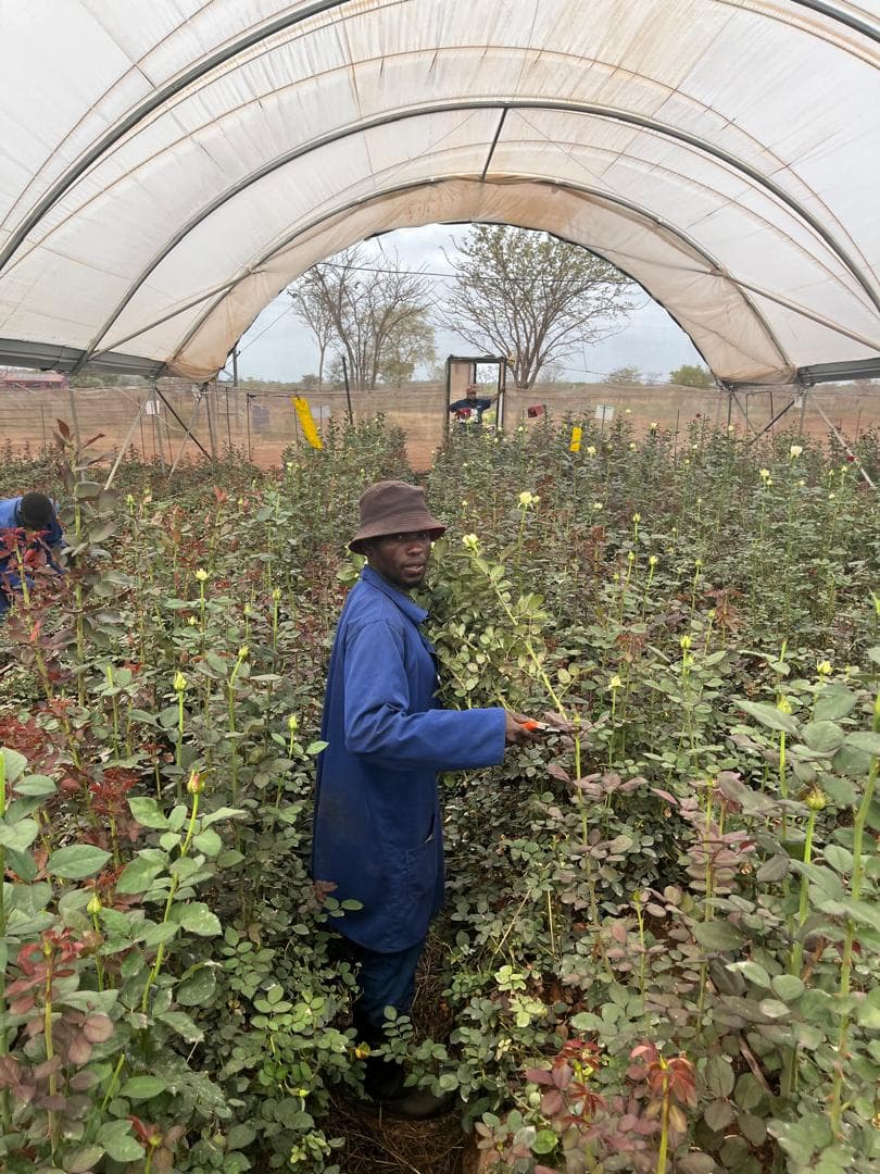 Planting, feeding and cutting every crop, Greenhouse Team